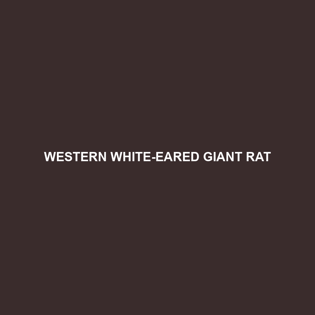 Western White-eared Giant Rat