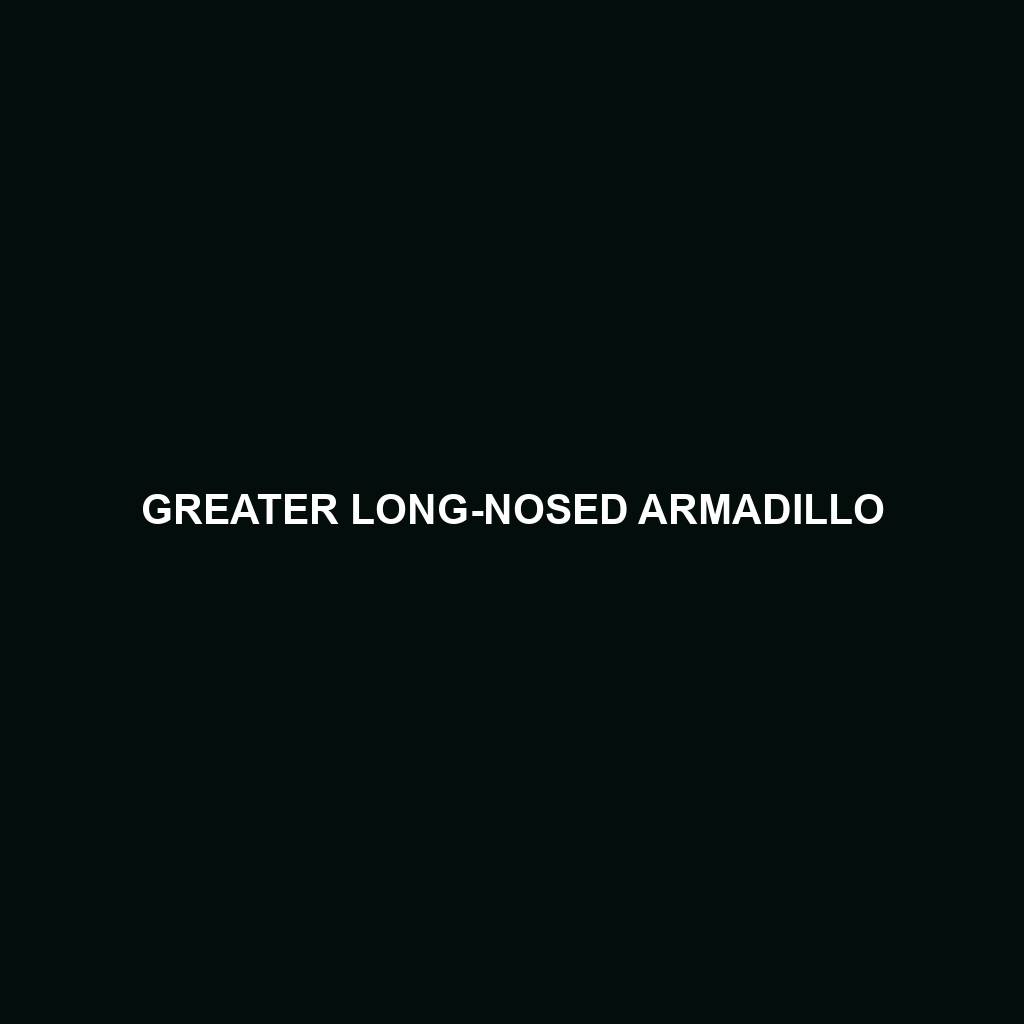 Greater Long-nosed Armadillo