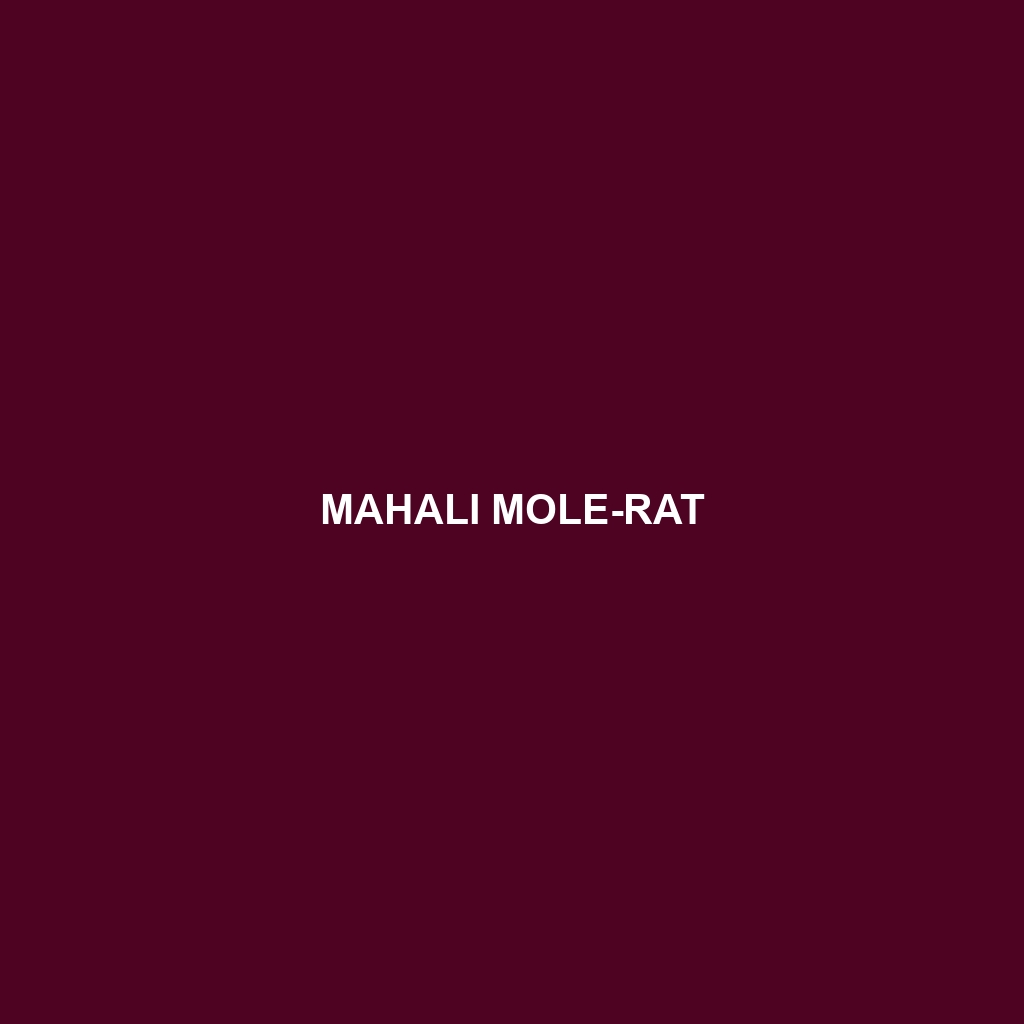 Mahali Mole-rat