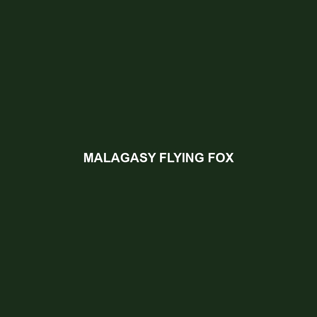 Malagasy Flying Fox