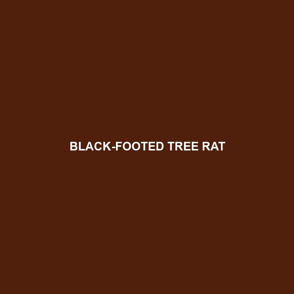 Black-footed Tree Rat