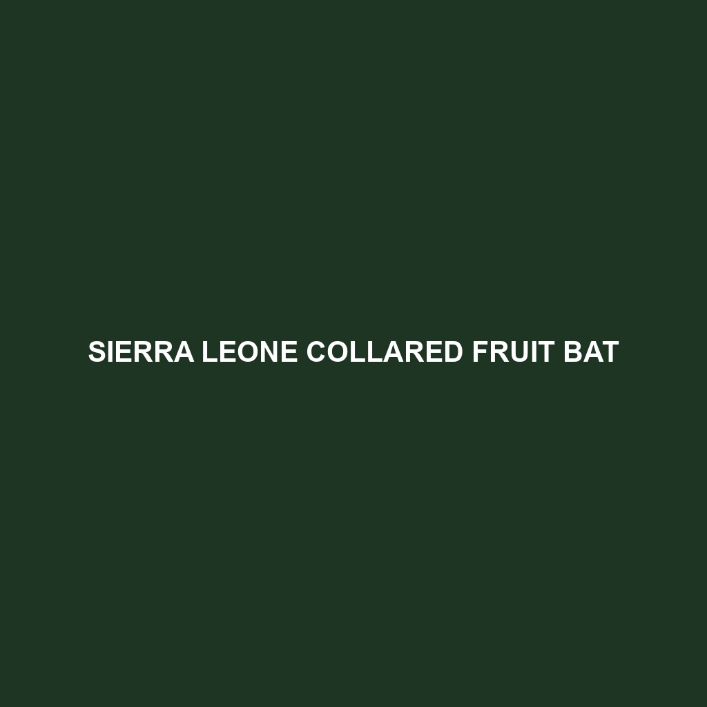 Sierra Leone Collared Fruit Bat