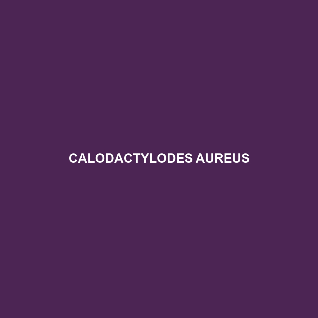 Calodactylodes aureus