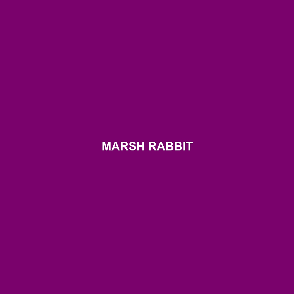 Marsh Rabbit