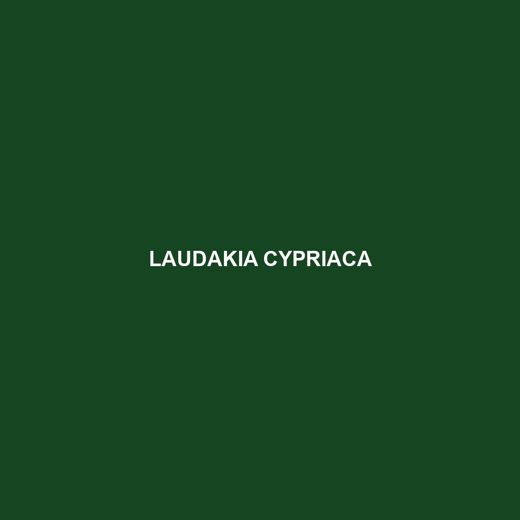 Laudakia cypriaca