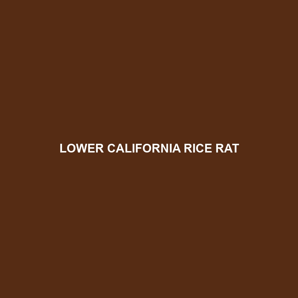 Lower California Rice Rat