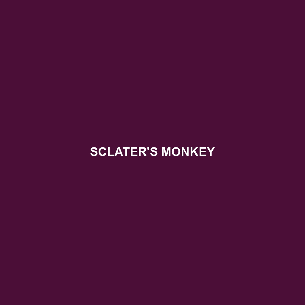 Sclater's Monkey