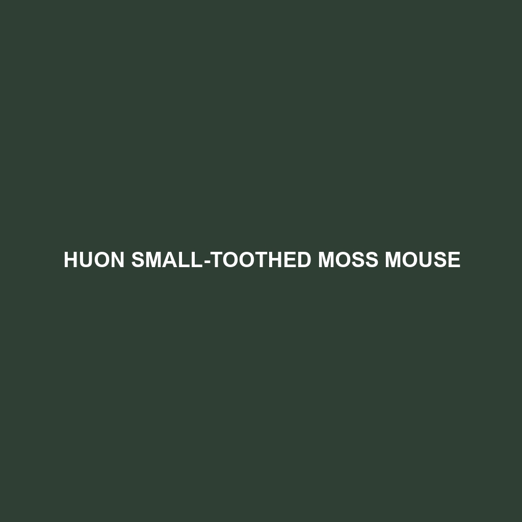 Huon Small-toothed Moss Mouse