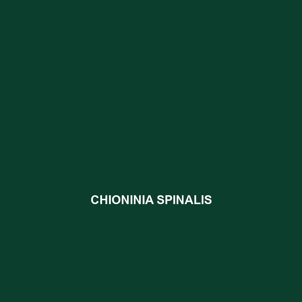 Chioninia spinalis