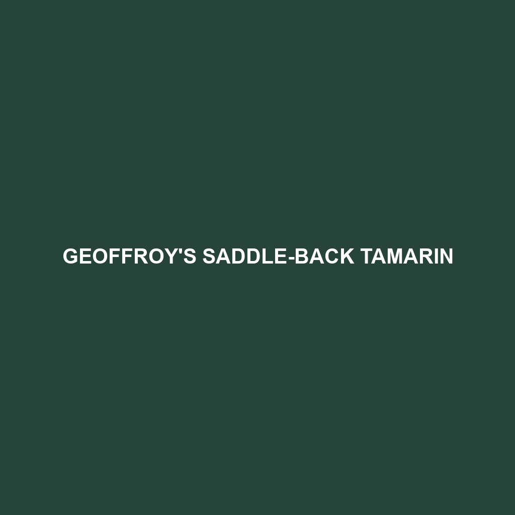 Geoffroy's Saddle-back Tamarin