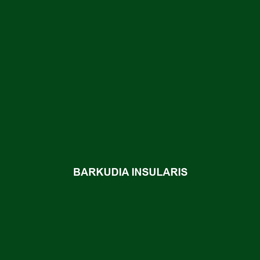 Barkudia insularis