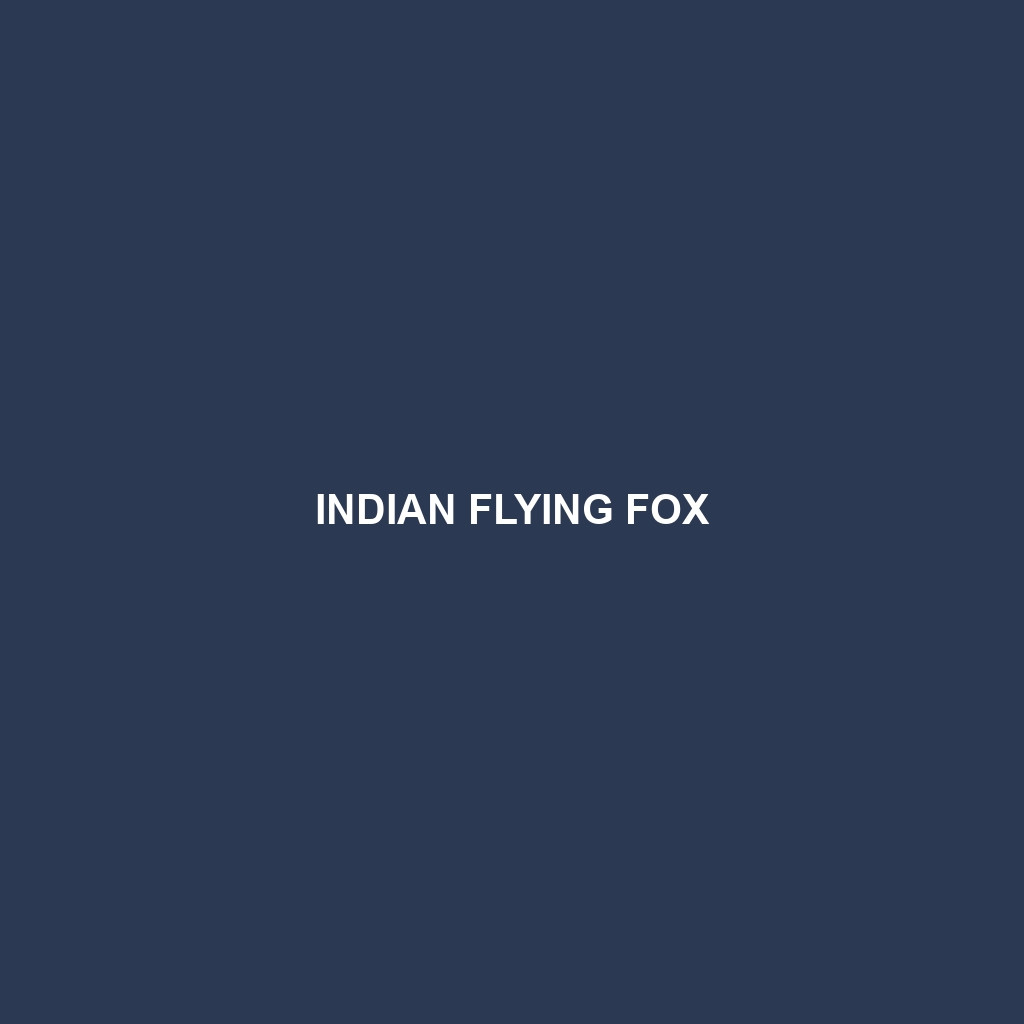 Indian Flying Fox