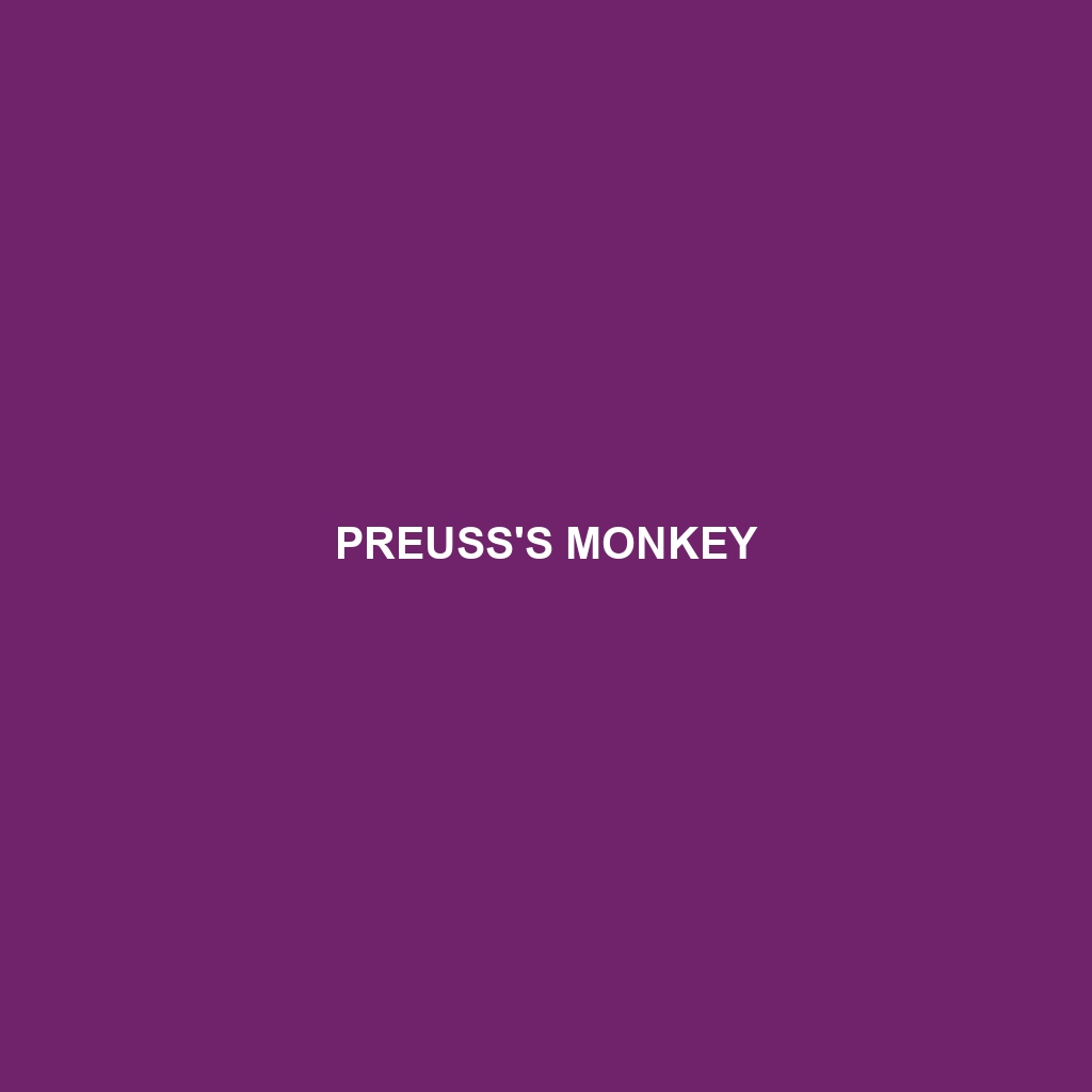 Preuss's Monkey