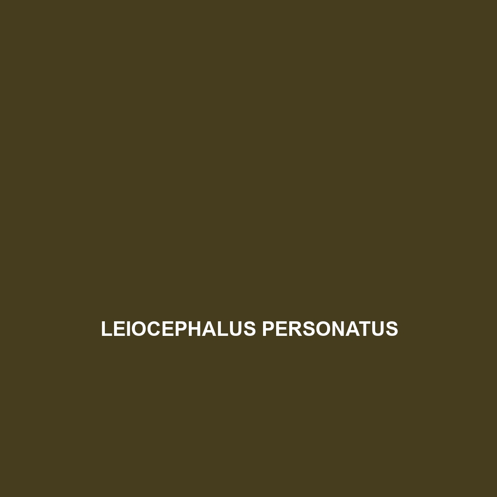 Leiocephalus personatus