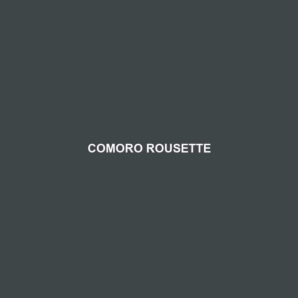 Comoro Rousette