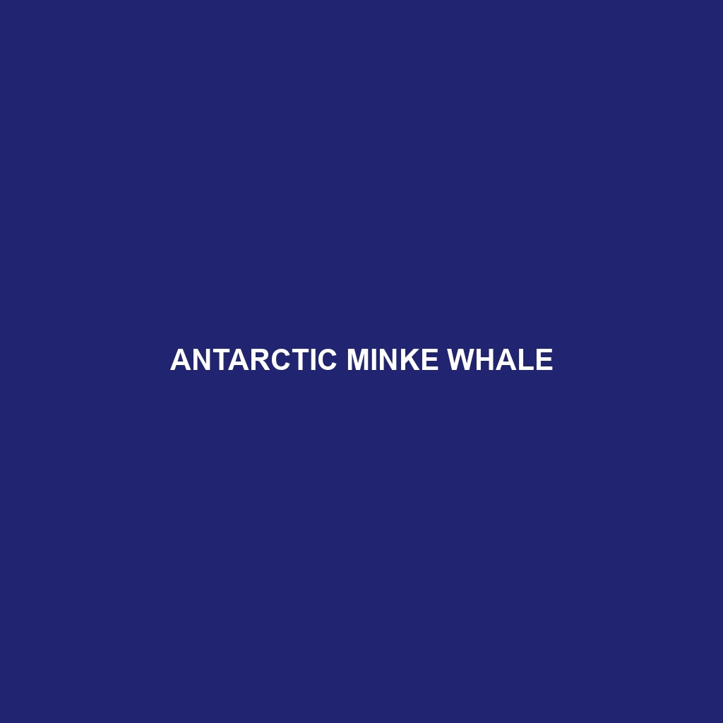 Antarctic Minke Whale