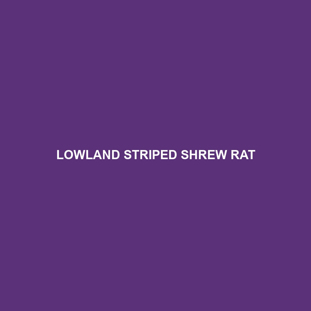 Lowland Striped Shrew Rat