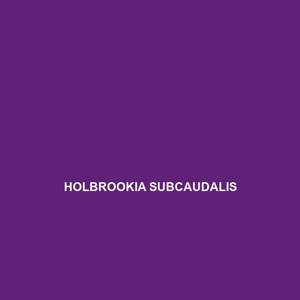 Holbrookia subcaudalis