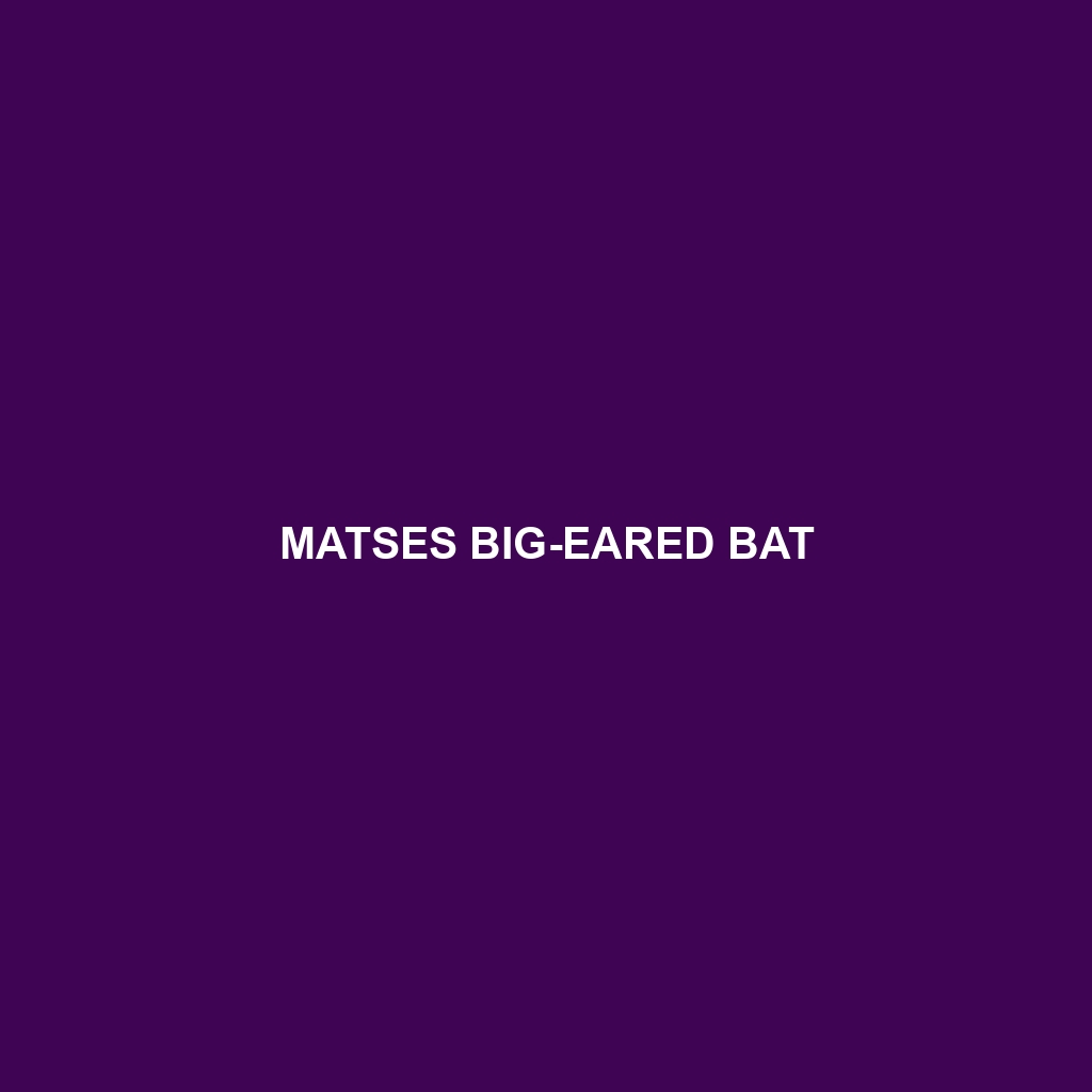 Matses Big-eared Bat