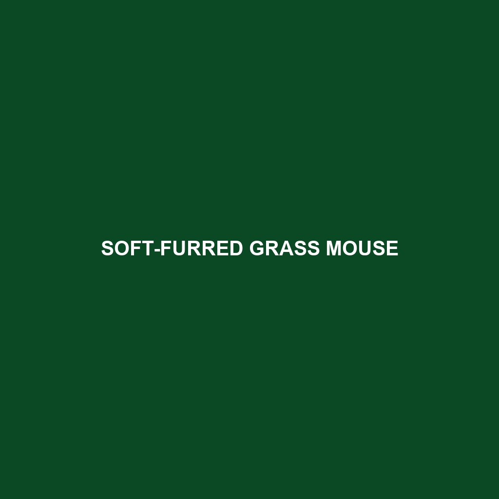 Soft-furred Grass Mouse