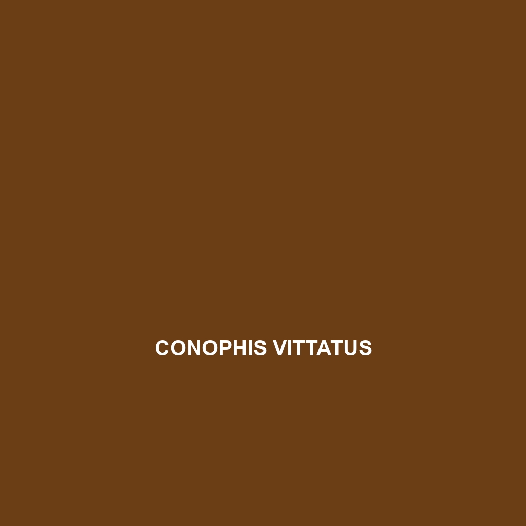 Conophis vittatus