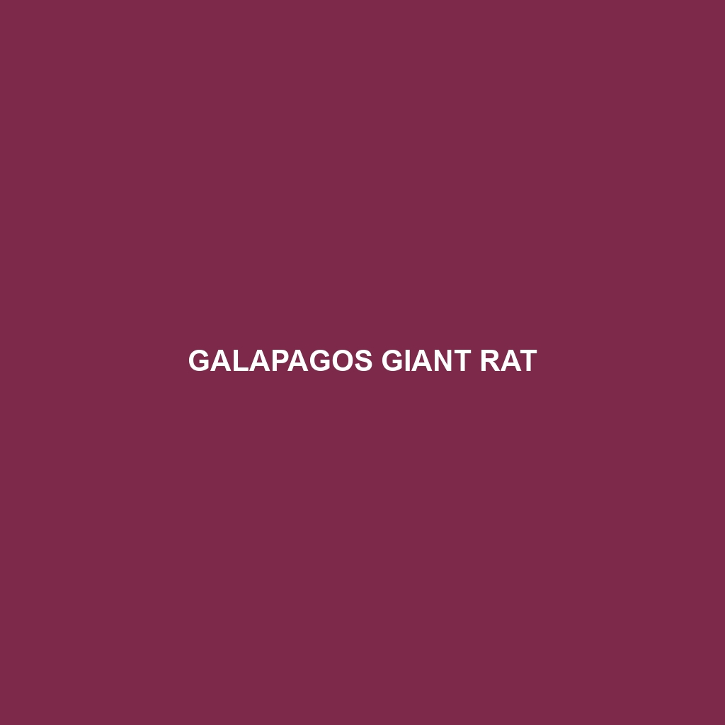 Galapagos Giant Rat