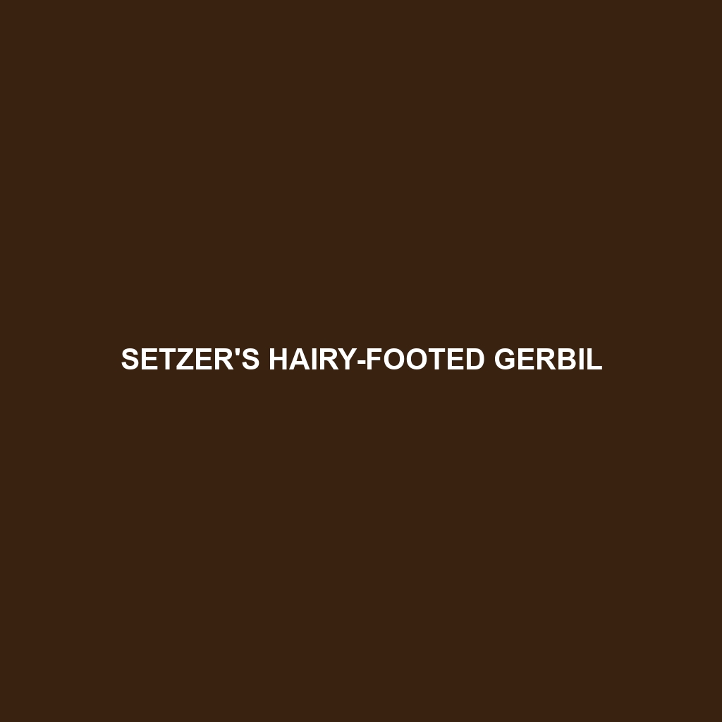 Setzer's Hairy-footed Gerbil