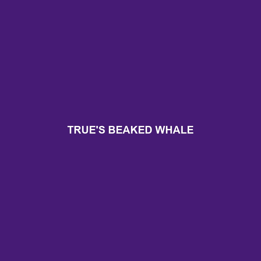 True's Beaked Whale