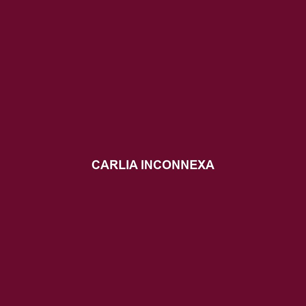 Carlia inconnexa