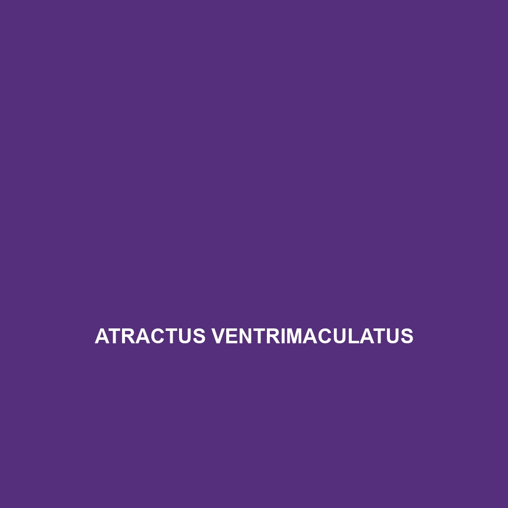 Atractus ventrimaculatus