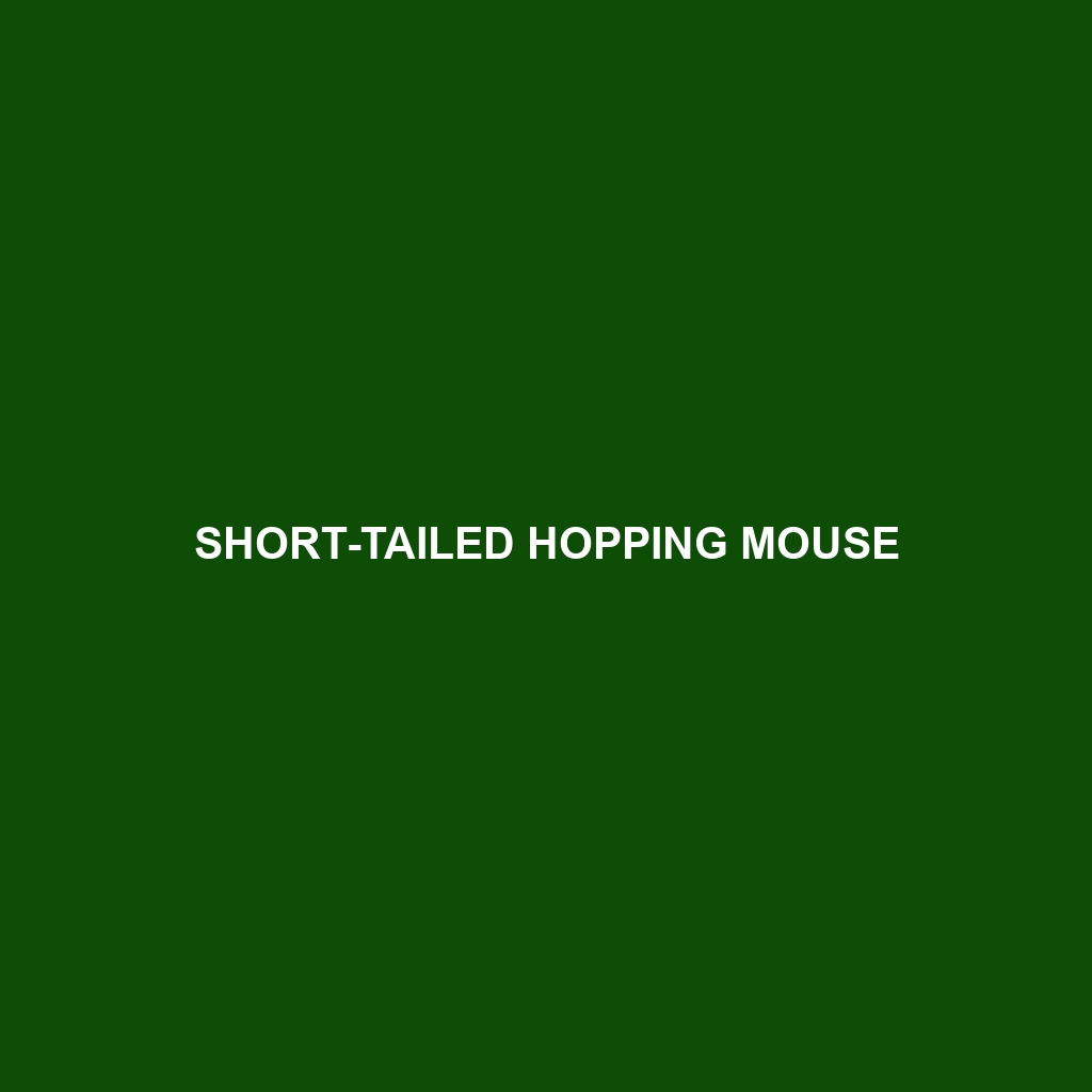 Short-tailed Hopping Mouse