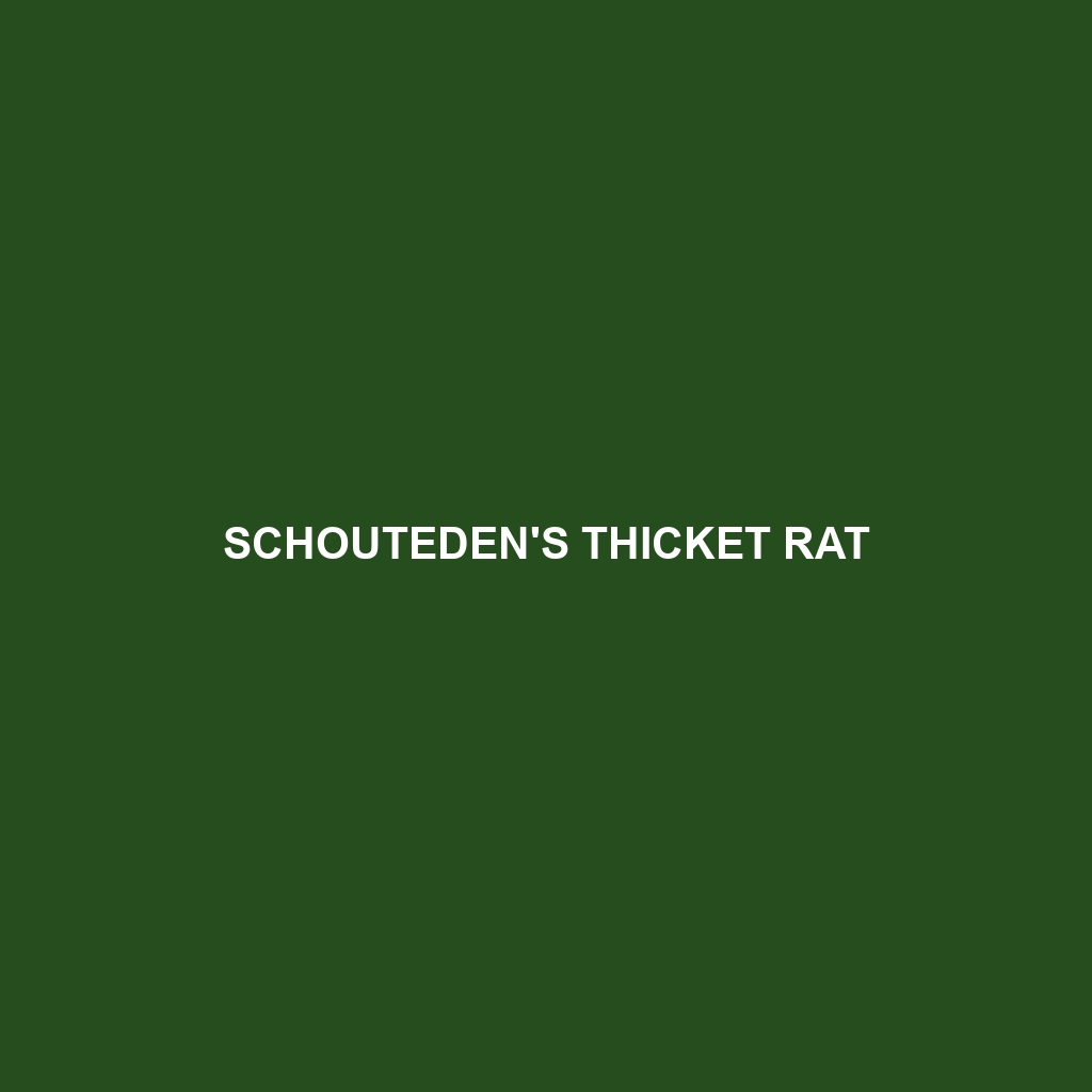 Schouteden's Thicket Rat