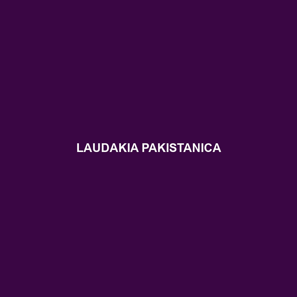 Laudakia pakistanica