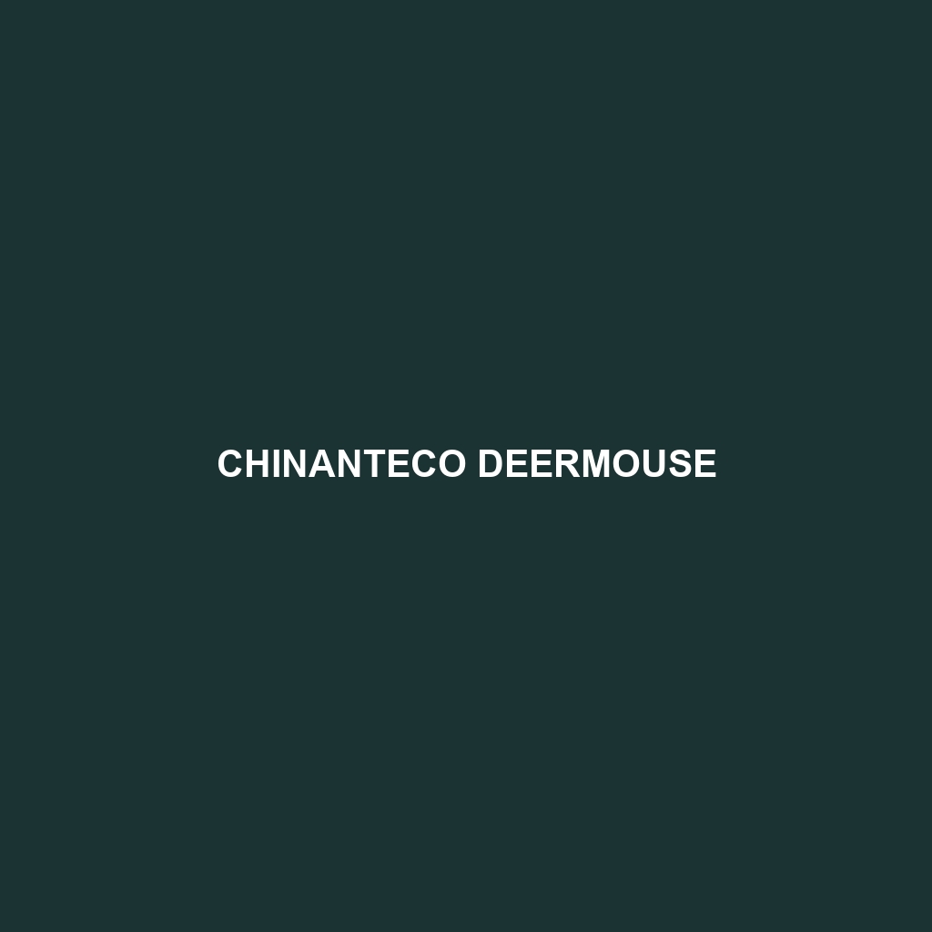 Chinanteco Deermouse