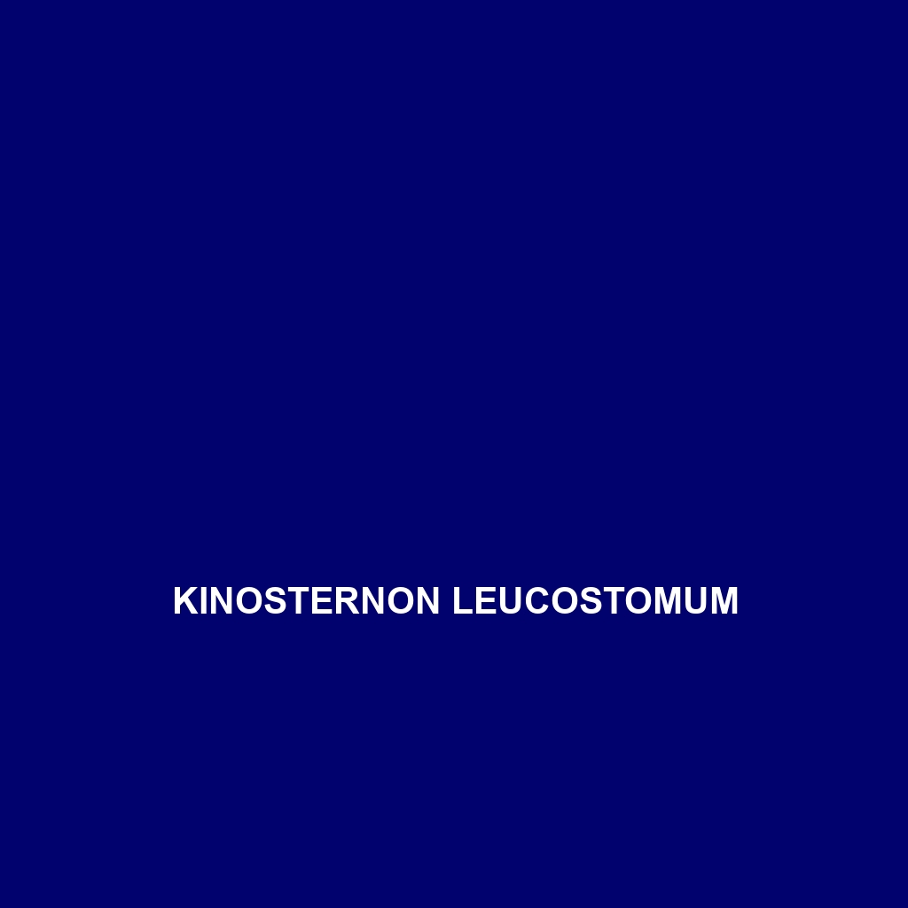 Kinosternon leucostomum