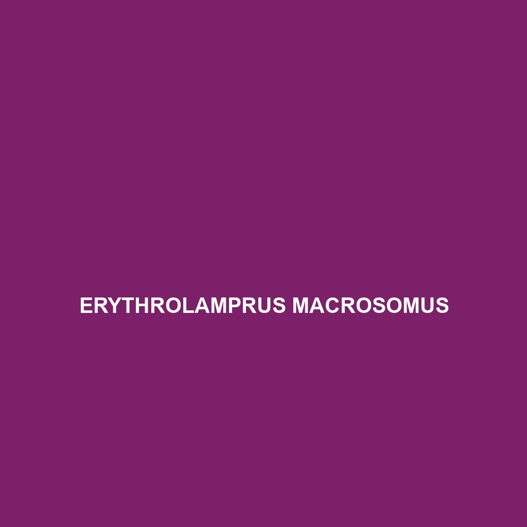 Erythrolamprus macrosomus