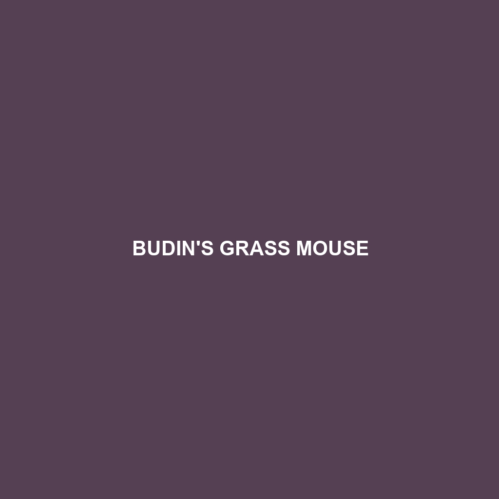 Budin's Grass Mouse