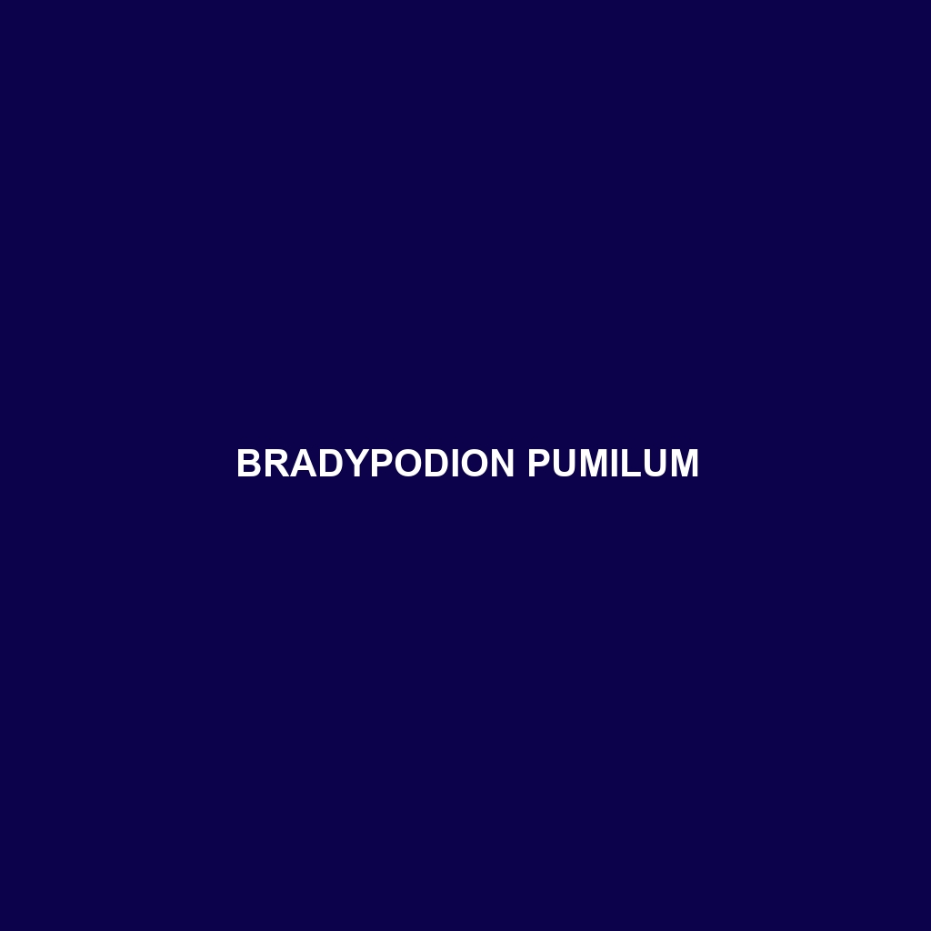 Bradypodion pumilum