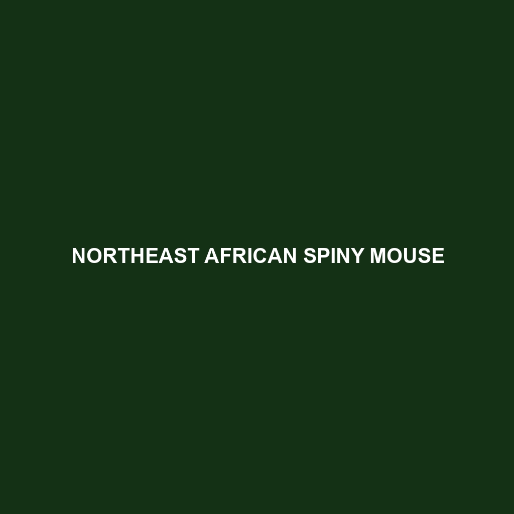 Northeast African Spiny Mouse