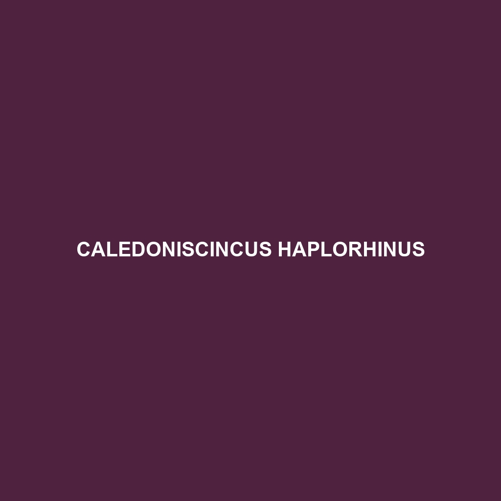 Caledoniscincus haplorhinus