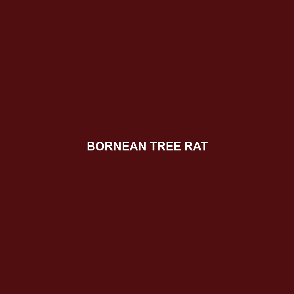 Bornean Tree Rat