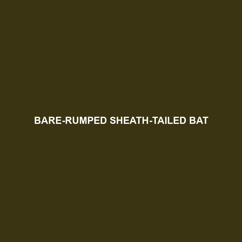 Bare-rumped Sheath-tailed Bat