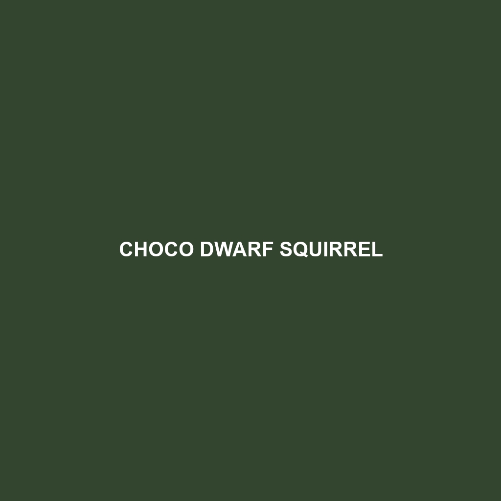 Choco Dwarf Squirrel