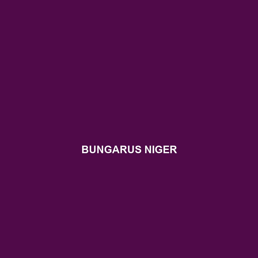 Bungarus niger