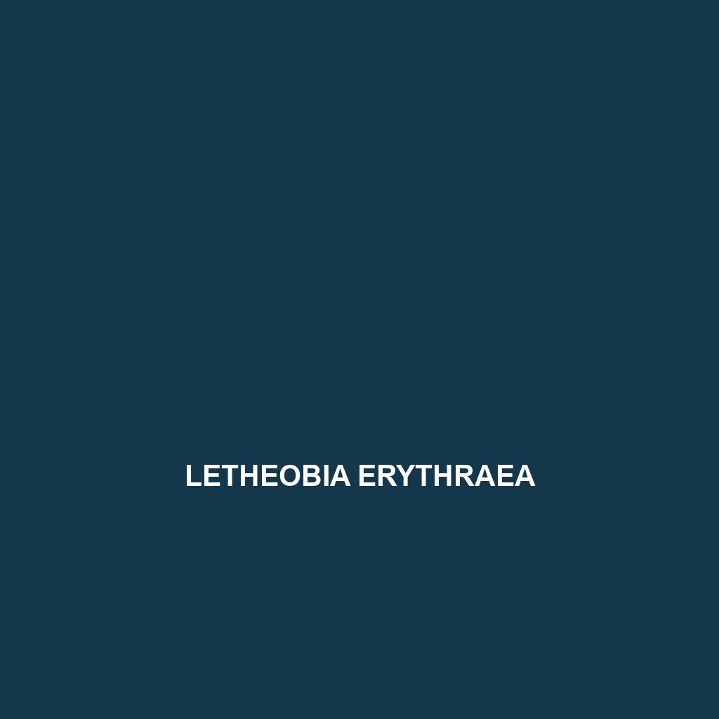 Letheobia erythraea