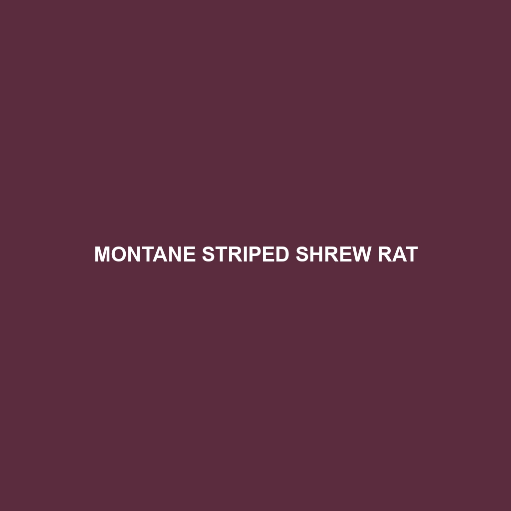 Montane Striped Shrew Rat