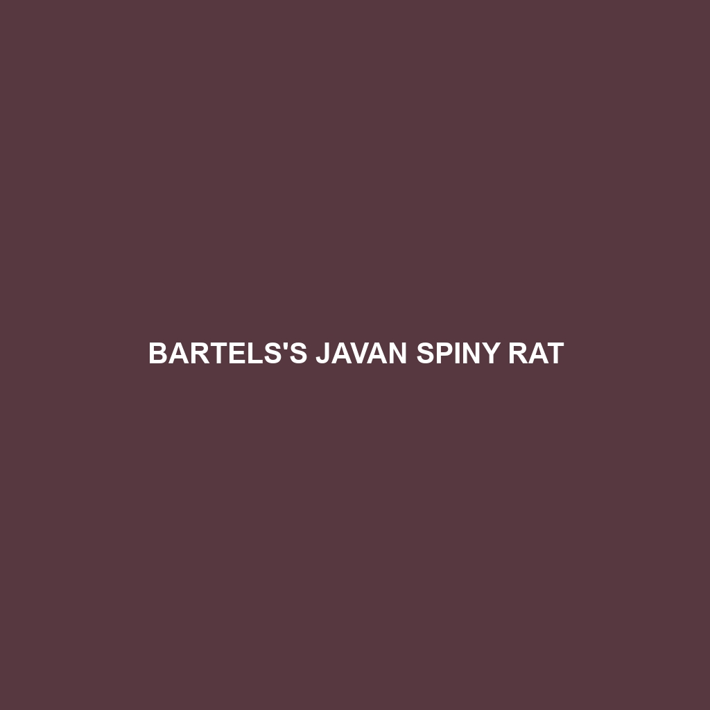 Bartels's Javan Spiny Rat