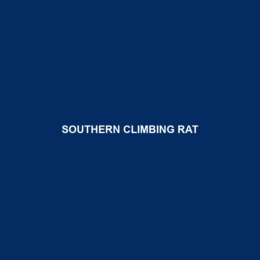 Southern Climbing Rat