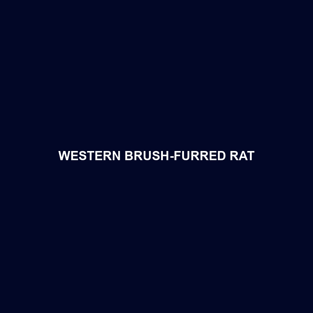 Western Brush-furred Rat