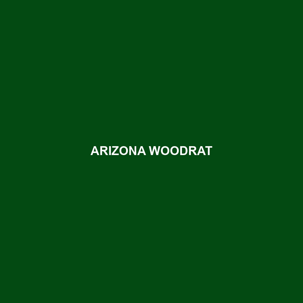 Arizona Woodrat